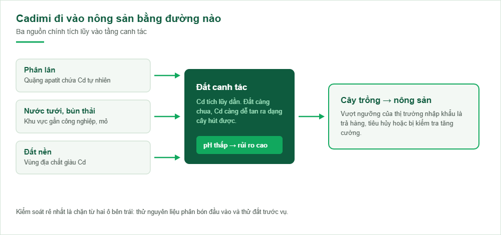 Sơ đồ đường đi của Cadimi vào nông sản